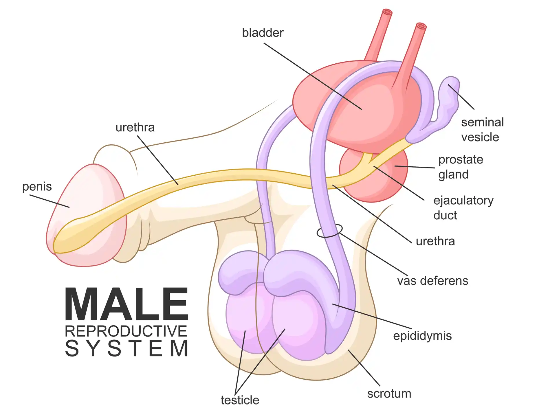 ANÁLISIS DE BIOPSIAS TESTICULARES O PUNCIÓN DEL EPIDÍDIMO