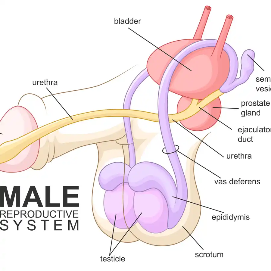 ANÁLISIS DE BIOPSIAS TESTICULARES O PUNCIÓN DEL EPIDÍDIMO