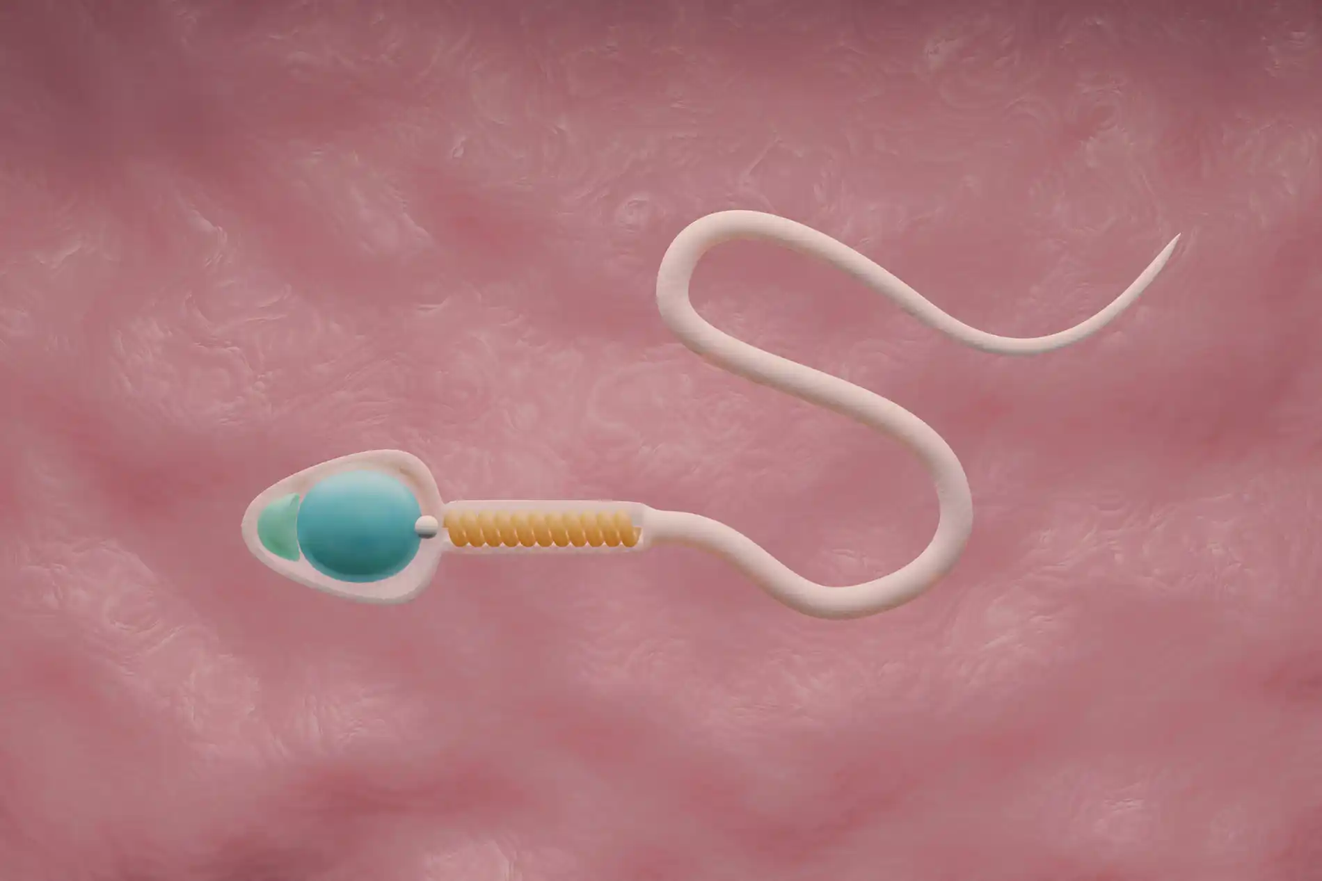 MORFOLOGÍA ESPERMÁTICA CON CRITERIO ESTRICTO DE KRUGER